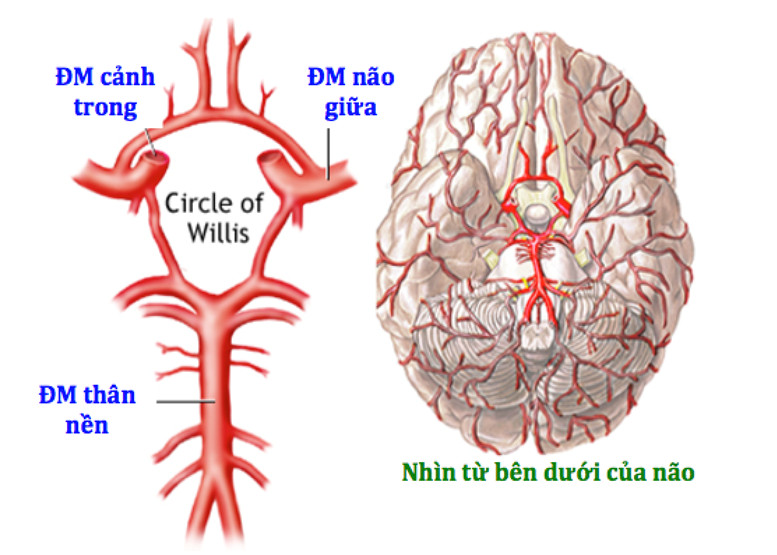 Rối loạn tuần hoàn não - Nhận biết dấu hiệu và khi nào cần thăm khám cấp thiết